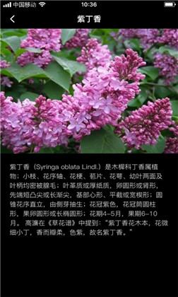 丁香花瓣绿色版下载-丁香花瓣绿色版 V1.0.0