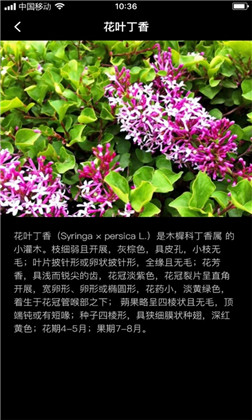 丁香花瓣绿色版下载-丁香花瓣绿色版 V1.0.0